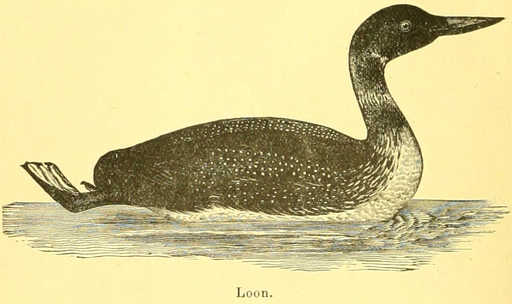 Loon bird